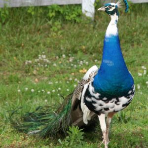 Pied India Blue Peafowl For Sale