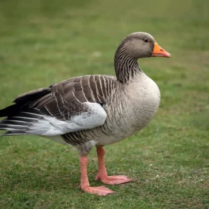 Pilgrim Geese For Sale