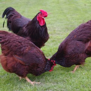 Rhode Island Red chickens For Sale