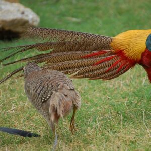 Red Golden Pheasants For Sale