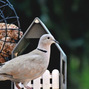 Ringneck Doves For Sale