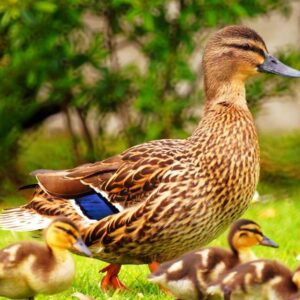 Rouen Duck For Sale