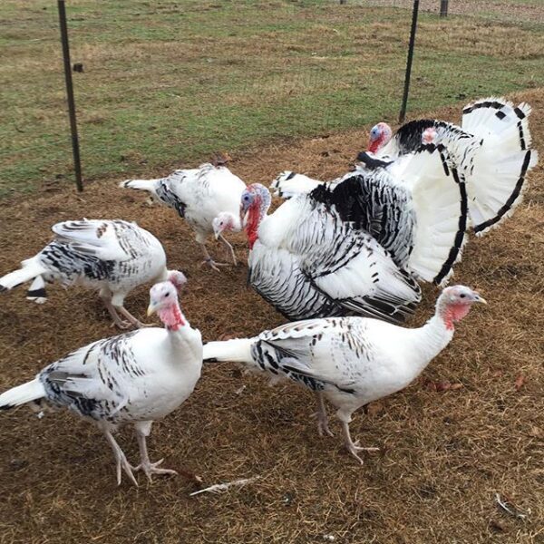 Buy Royal Palm Turkeys For Sale - Image 3