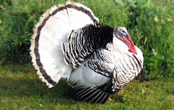 Buy Royal Palm Turkeys For Sale - Image 2