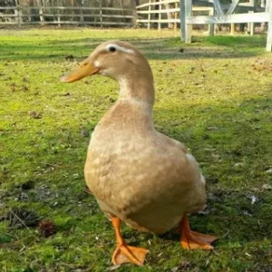 Saxony Duck For Sale