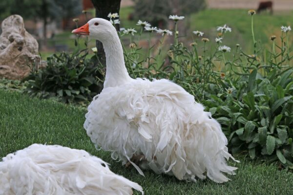 Sebastopol Geese - Image 2