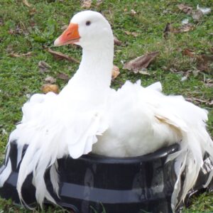 Buy Sebastopol Geese For Sale Near Me