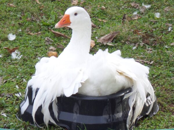 Buy Sebastopol Geese For Sale Near Me