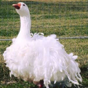 Sebastopol Geese For Sale