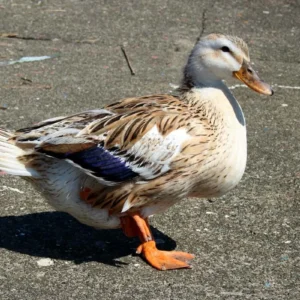 Silver Appleyard Duck For Sale