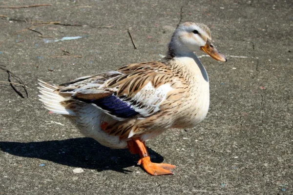 Silver Appleyard Duck For Sale