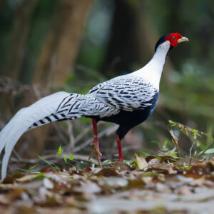 Silver Pheasants For Sale