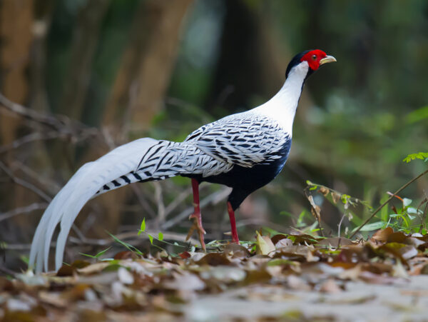 Silver Pheasants For Sale