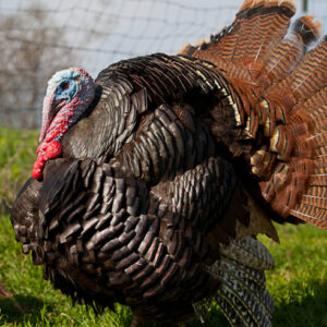 Standard Bronze Turkeys For Sale