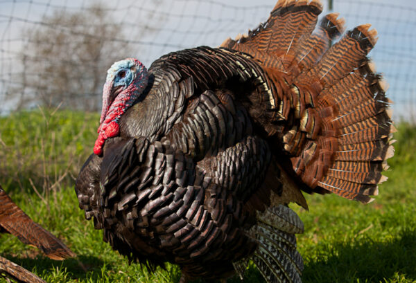 Standard Bronze Turkeys For Sale