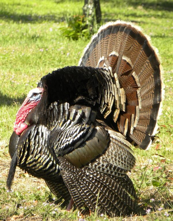 Standard Bronze Turkeys - Image 3