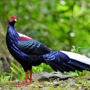 Swinhoe Pheasant For Sale