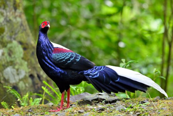 Swinhoe Pheasant For Sale