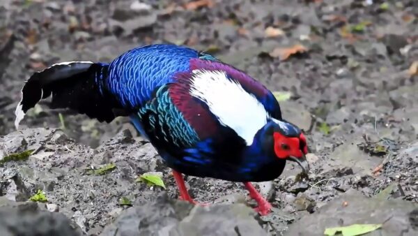 Swinhoe Pheasant - Image 2