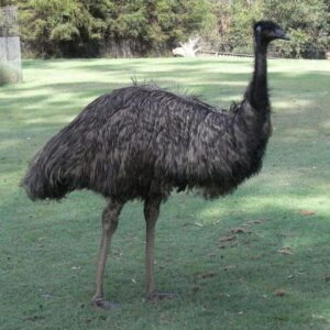 Tasmanian Emus for sale