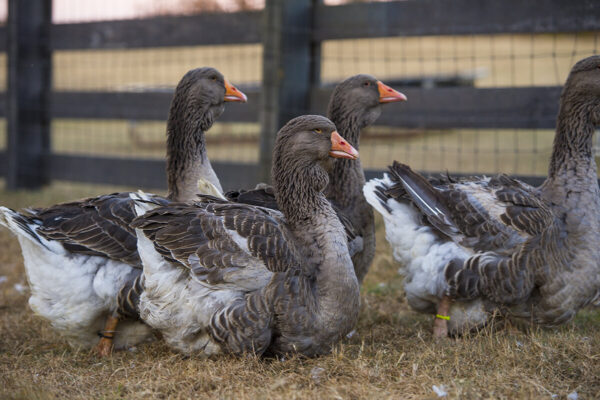 Toulouse Geese - Image 2