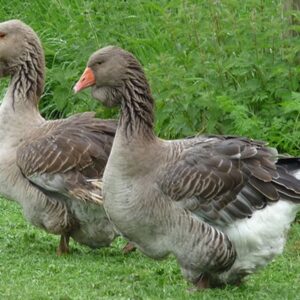 Toulouse Geese For Sale