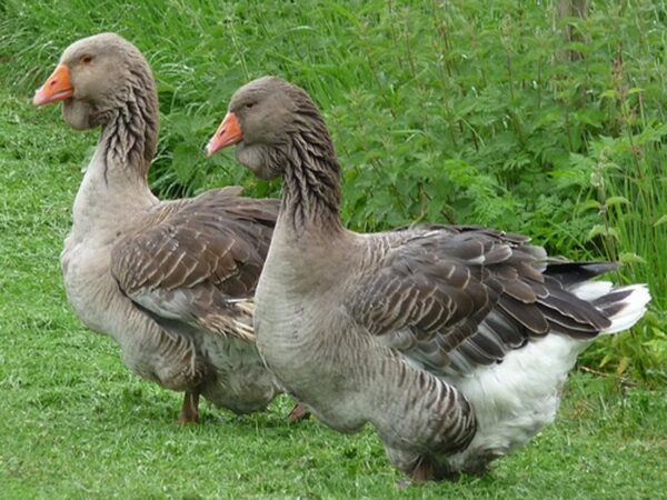 Toulouse Geese For Sale