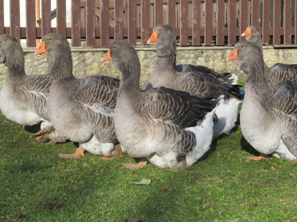 Toulouse Geese - Image 3