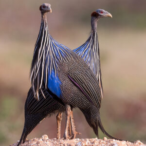 Vulturine Guinea Fowl For Sale