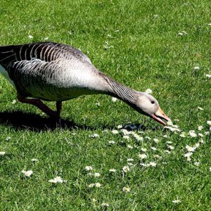 Weeder Geese For Sale Near Me