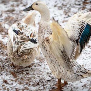 Welsh Harlequin Duck For Sale