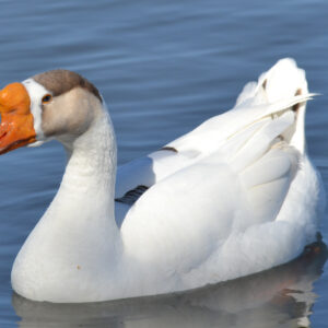 White Chinese Geese For Sale