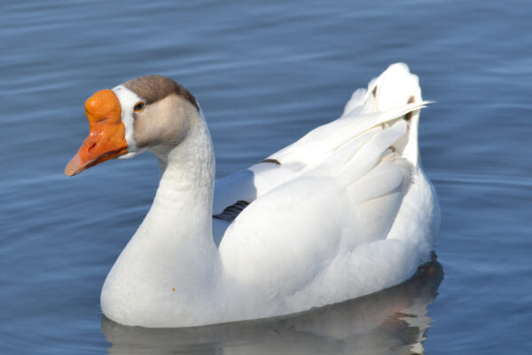 White Chinese Geese For Sale