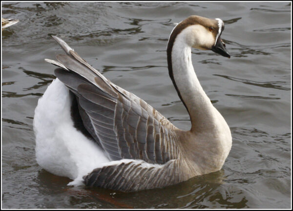 Buy White Chinese Geese For Sale - Image 2