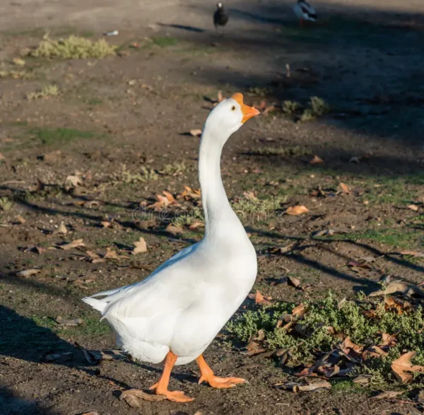 Buy White Chinese Geese For Sale - Image 3