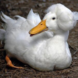 White Crested Duck For Sale