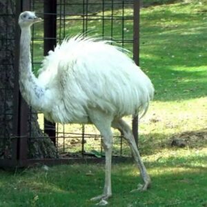 White Emus for sale