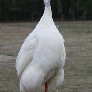 White Guineas For Sale at Long Life Birds® 