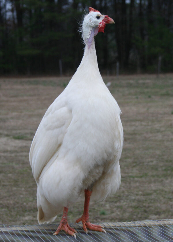 White Guineas For Sale at Long Life Birds® 