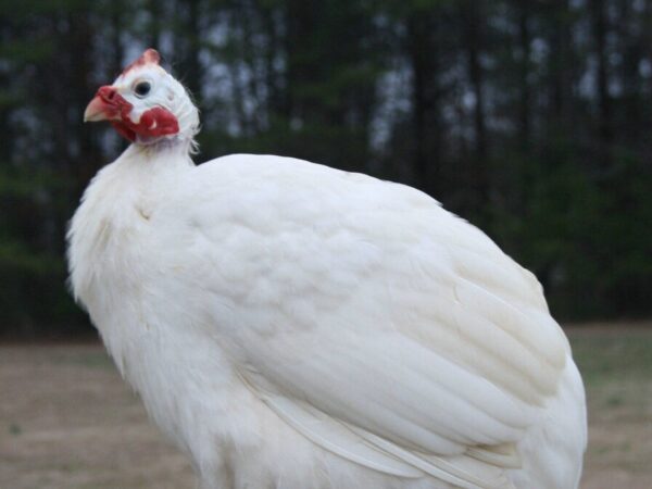 Buy White Guineas For Sale - Image 2