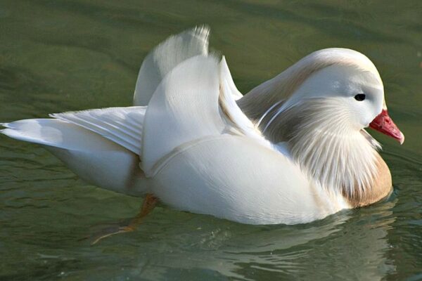 White Mandarin Ducks - Image 2