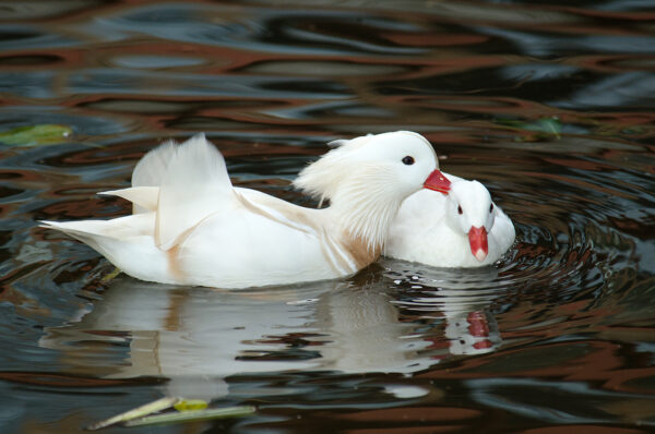 White Mandarin Ducks - Image 3