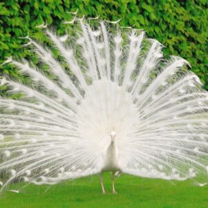 White Peafowl For Sale Near Me