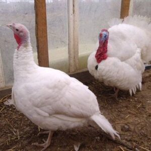 Midget White Turkeys For Sale