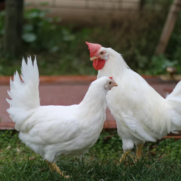 Buy Pearl White Leghorn