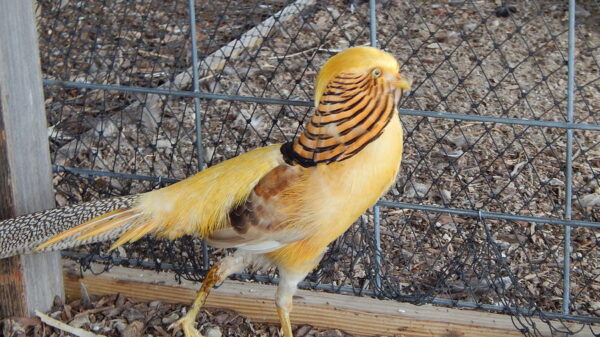 Yellow Golden Pheasants - Image 2