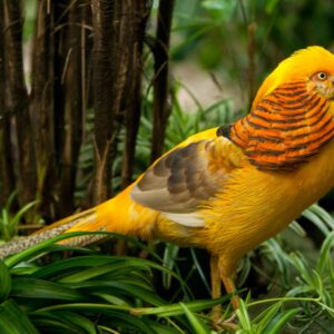 Yellow Golden Pheasants For Sale