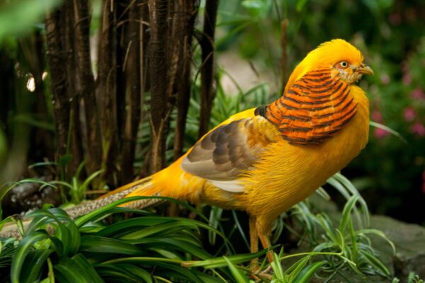 Yellow Golden Pheasants For Sale