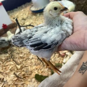 BUY COLUMBIAN ROCK CHICKS FOR SALE