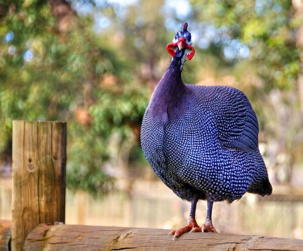 Guinea Fowl Royal Purple For Sale